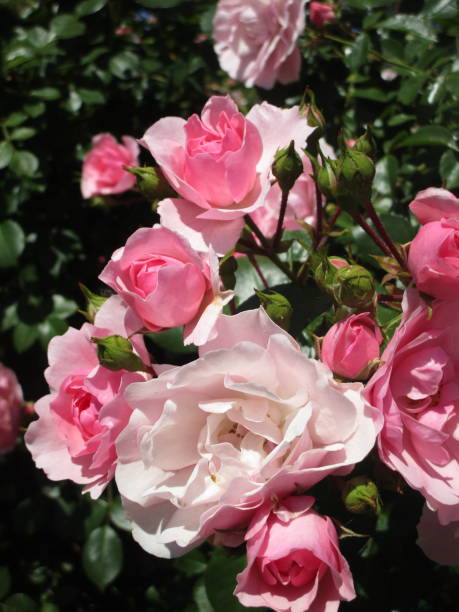 istock Dainty Pink Royal Bonica Roses 2019 1189285393