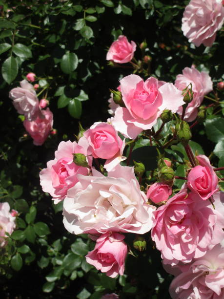 istock Dainty Pink Royal Bonica Roses 2019 1189285395