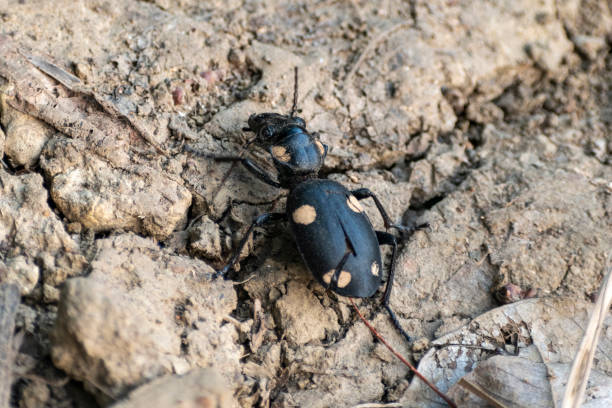 istock Dead Titanus giganteus beetle walking on a ground 1189285411