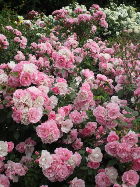 istock Dainty Pink Royal Bonica Roses 2019 1189285413
