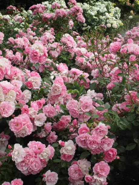 istock Dainty Pink Royal Bonica Roses 2019 1189285421