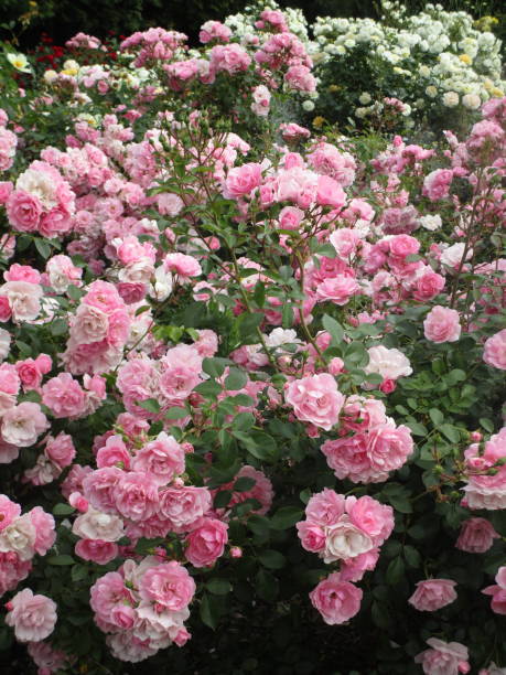 istock Dainty Pink Royal Bonica Roses 2019 1189285433