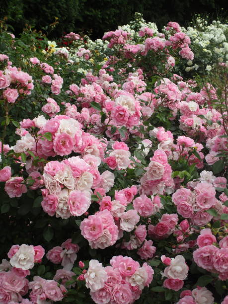 istock Dainty Pink Royal Bonica Roses 2019 1189285436