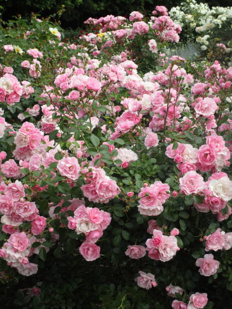 istock Dainty Pink Royal Bonica Roses 2019 1189285437