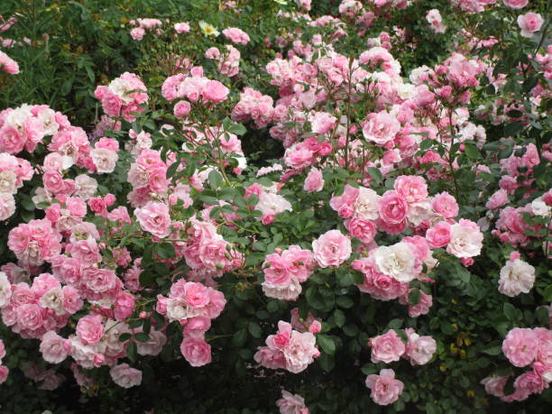 istock Dainty Pink Royal Bonica Roses 2019 1189285475