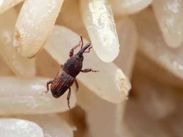 Macro Photography of Rice Weevil or Sitophilus oryzae on Raw Rice