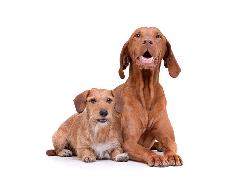 Studio shot of an adorable magyar vizsla and a wire haired dachshund mix dog sitting on white background.