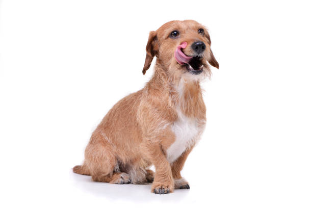 Studio shot of an adorable wire haired dachshund mix dog sitting on white background.
