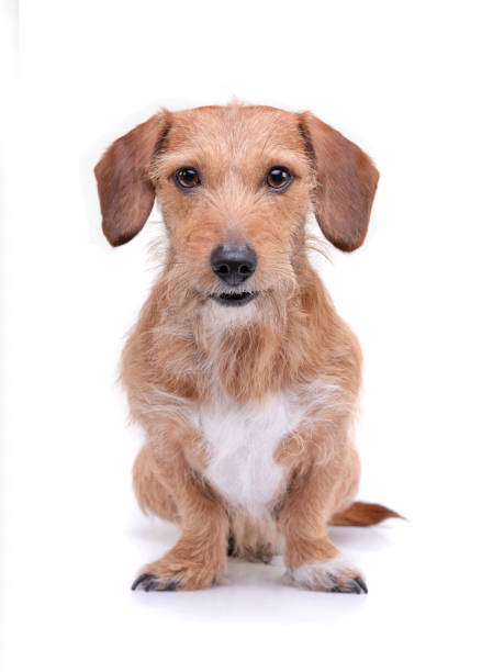 An adorable wire haired dachshund mix dog sitting on white background Studio shot of an adorable wire haired dachshund mix dog sitting on white background. wire haired stock pictures, royalty-free photos & images