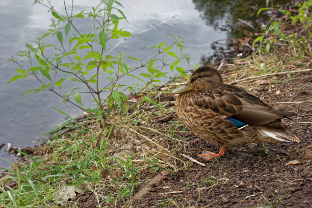 istock Duck resting on the beach after swimming. 1189291130