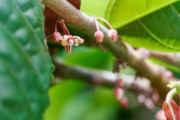 istock Blossom of cacao plant 1189291215