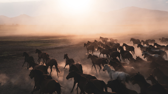 Kayseri, Turkey - November 2019: Horses running and kicking up dust. Yilki horses in Kayseri Turkey are wild horses with no owners