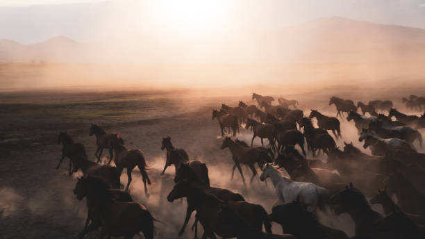 Horses running and kicking up dust. Yilki horses in Kayseri Turkey are wild horses with no owners Kayseri, Turkey - November 2019: Horses running and kicking up dust. Yilki horses in Kayseri Turkey are wild horses with no owners animals in the wild stock pictures, royalty-free photos & images