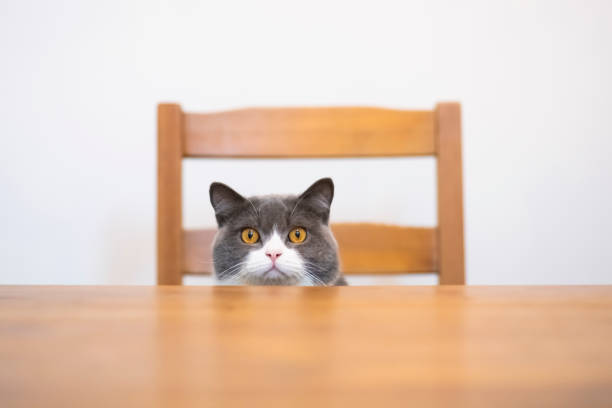 istock British shorthair cat sitting at the table 1189292525