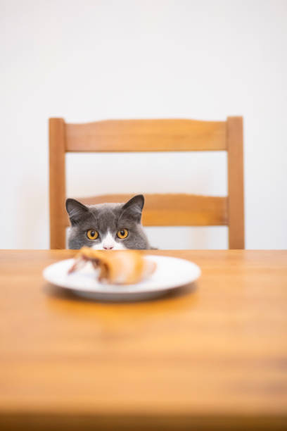 istock British shorthair cat sitting at the table 1189292535