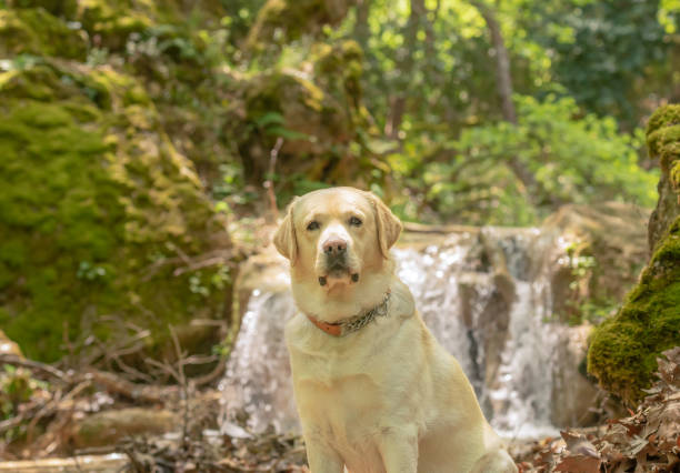 istock Labrador dog sitting in front of a waterfall. 1189292570