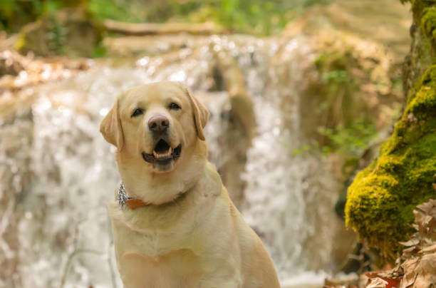 istock Labrador dog portrait against a waterfall. 1189292585