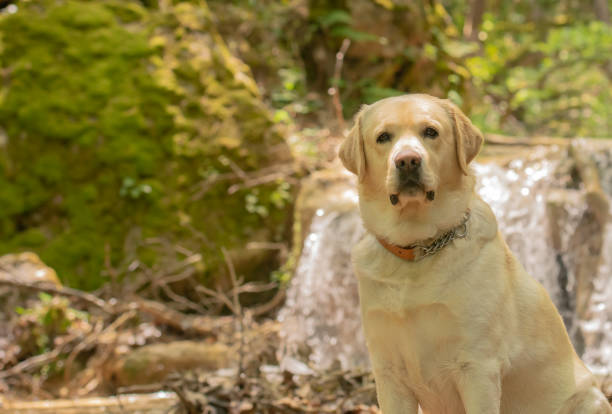 istock Labrador dog sitting in front of a waterfall. 1189292612