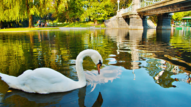 Swan, Bridge. Nature. Pond. Boston Common Park