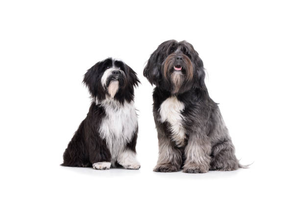 istock Studio shot of 2 adorable Tibetan Terrier sitting and looking curiously 1189293821