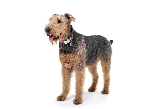 istock Studio shot of an adorable Airedale Terrier looking curiously 1189295567