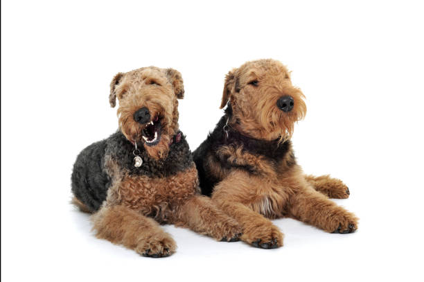 istock Studio shot of two adorable Airedale Terrier lying on white background 1189295569