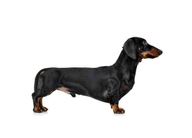 istock Studio shot of an adorable Dachshund standing on white background 1189295586