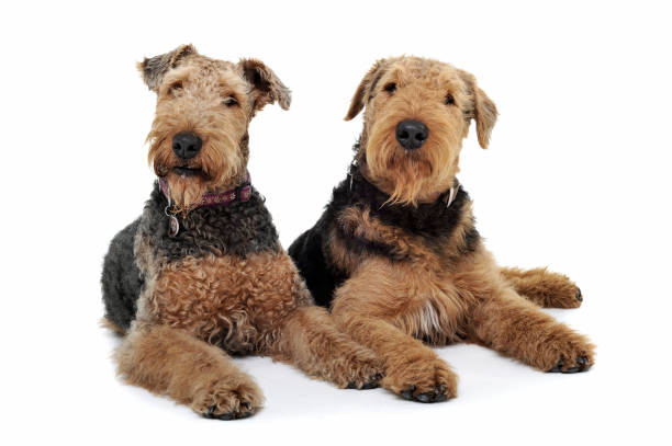 istock Studio shot of two adorable Airedale Terrier looking curiously at the camera 1189295590