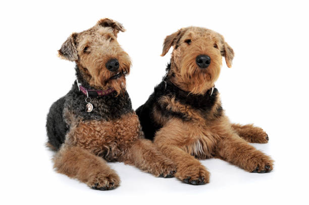 istock Studio shot of two adorable Airedale Terrier looking curiously at the camera 1189295596