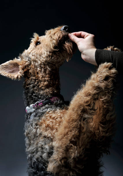 istock Hand feeding of an adorable Airedale Terrier 1189295600