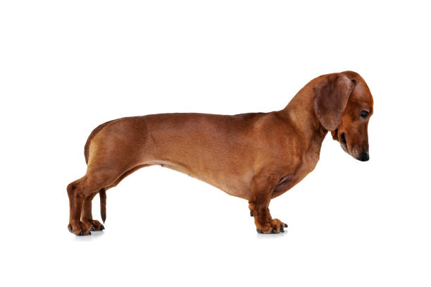 studio shot of an adorable dachshund standing on white background - side view dog dachshund animal imagens e fotografias de stock