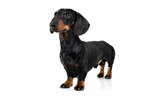 istock Studio shot of an adorable Dachshund looking curiously 1189295609