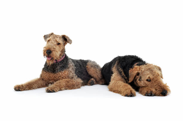 istock Studio shot of two adorable Airedale Terrier lying on white background 1189295614