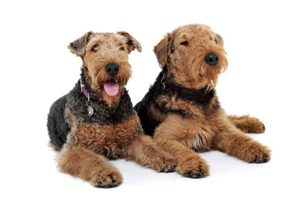 istock Studio shot of two adorable Airedale Terrier lying on white background 1189295617