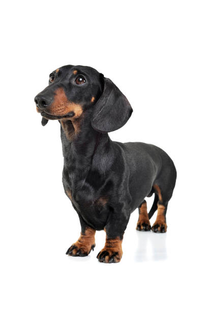 istock Studio shot of an adorable Dachshund looking curiously 1189295625