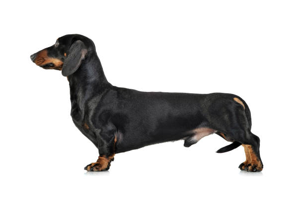 Studio shot of an adorable Dachshund standing on white background