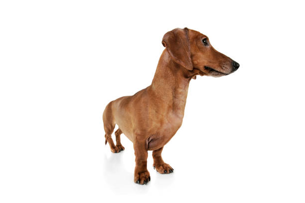 istock Studio shot of an adorable Dachshund looking curiously 1189295666