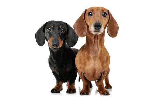 Studio shot of two adorable Dachshund looking curiously at the camera - isolated on white background.