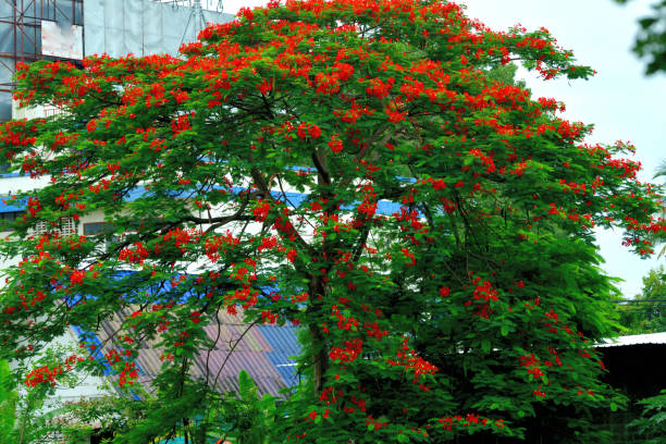 istock Flame Tree Flower/Delonix regia/Peacock Flower 1189295833