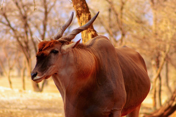 belles images de la plus grande antilope africaine. plan d'antilope d'eland africain sauvage de plan, namibie, afrique - éland du cap photos et images de collection