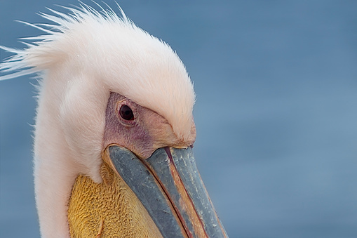 Wild african birds. The great white pelican. Close up of pelican face  on blue background