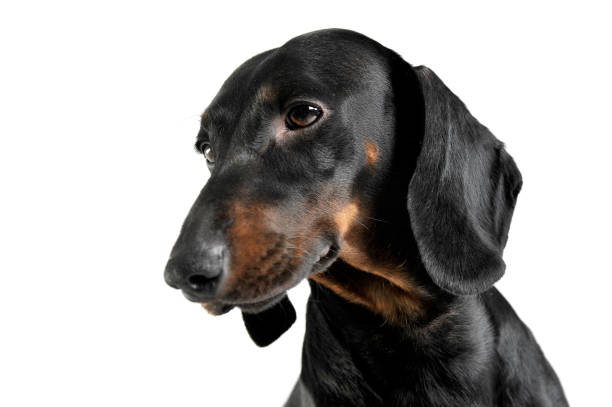 istock An adorable black and tan short haired Dachshund looking calm 1189297405