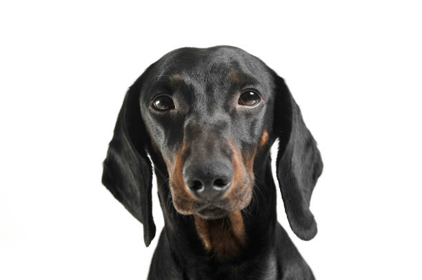 istock An adorable black and tan short haired Dachshund looking curiously at the camera 1189297442