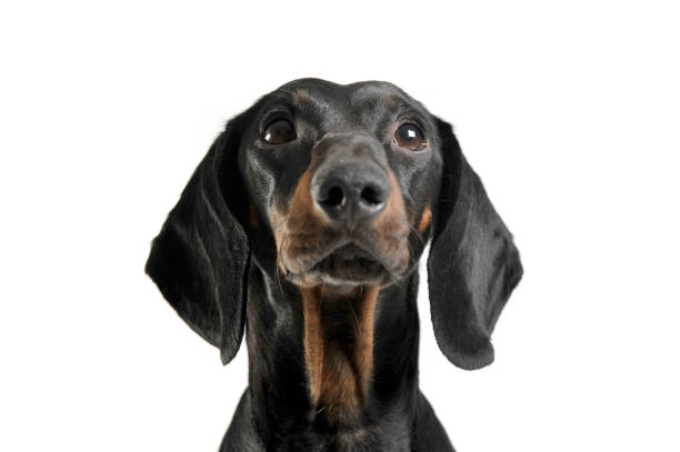 istock An adorable black and tan short haired Dachshund looking up curiously 1189297443