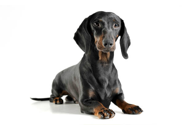 An adorable black and tan short haired Dachshund looking curiously at the camera
