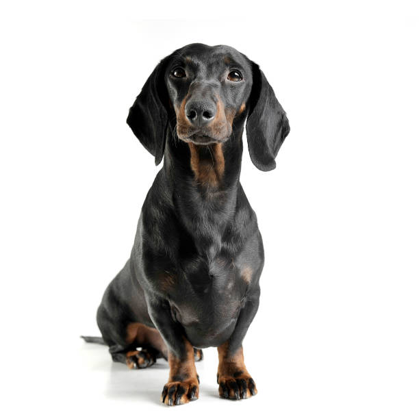 istock An adorable black and tan short haired Dachshund looking curiously at the camera 1189297460