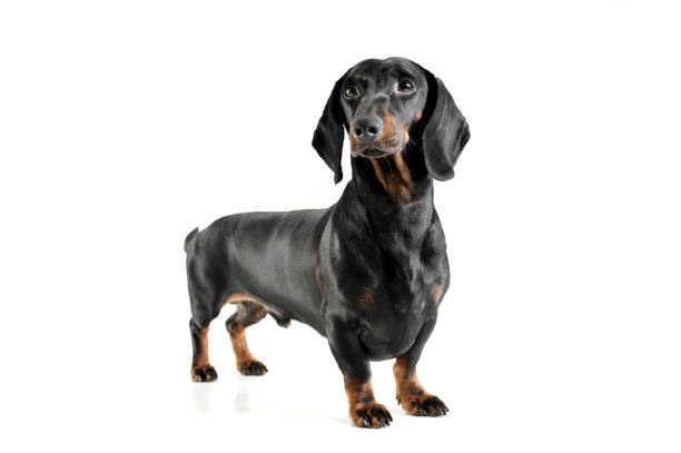 istock An adorable black and tan short haired Dachshund looking curiously at the camera 1189297491