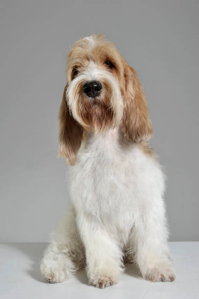 scatto in studio di un adorabile grand basset griffon vendéen guardando curiosamente la telecamera - beautiful looking at camera studio shot vertical foto e immagini stock