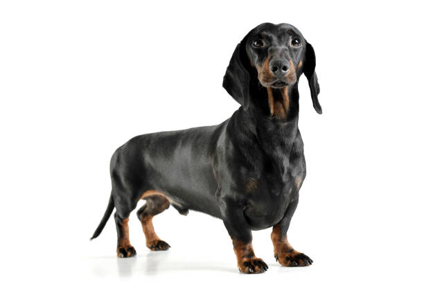 istock An adorable black and tan short haired Dachshund looking curiously at the camera 1189297518