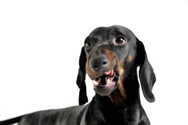 istock An adorable black and tan short haired Dachshund looking satisfied 1189297519